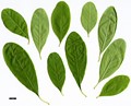 SpeciesSub: var. wilsonii